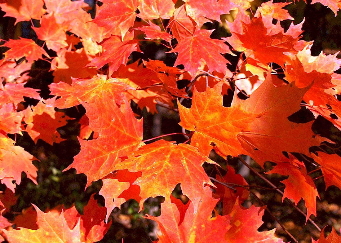 Листья клена осень