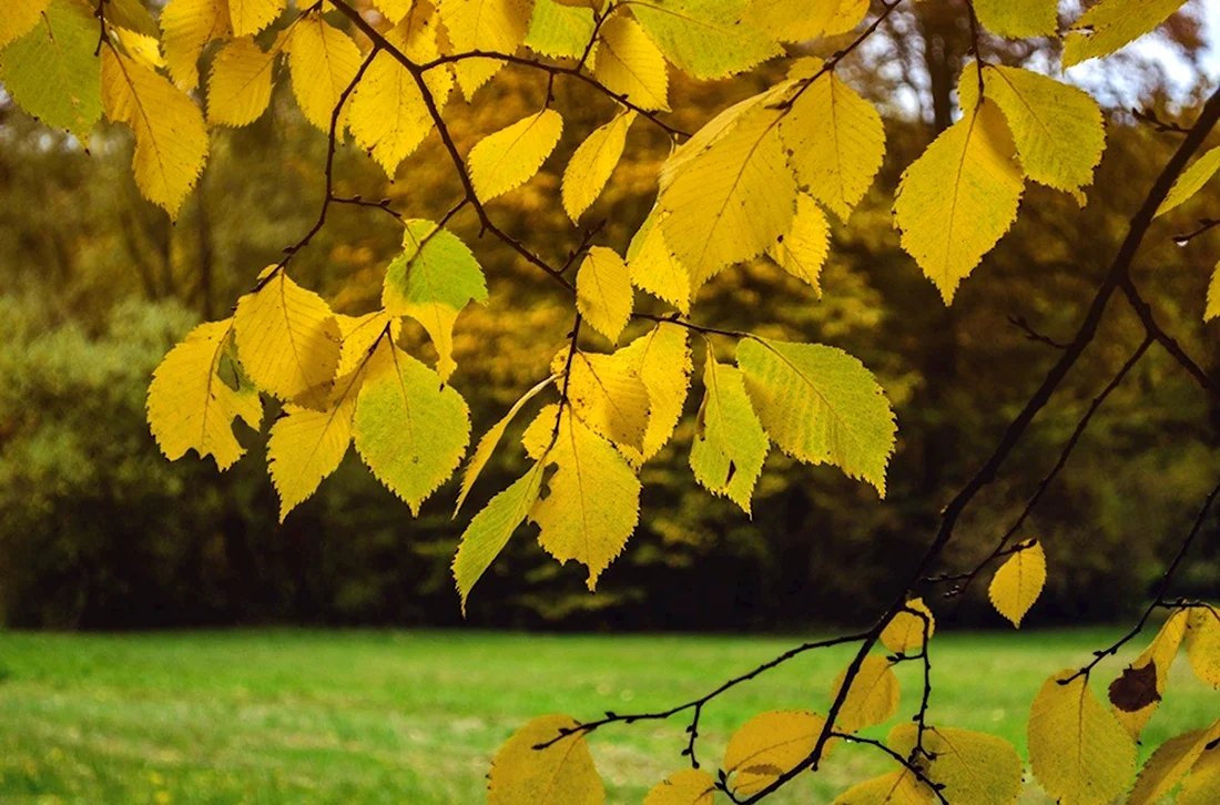 Листья липы осенью фото