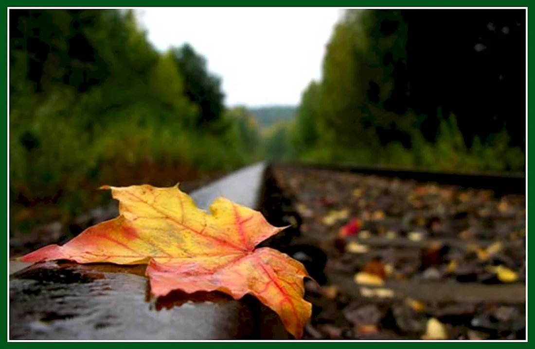 Листья на дороге