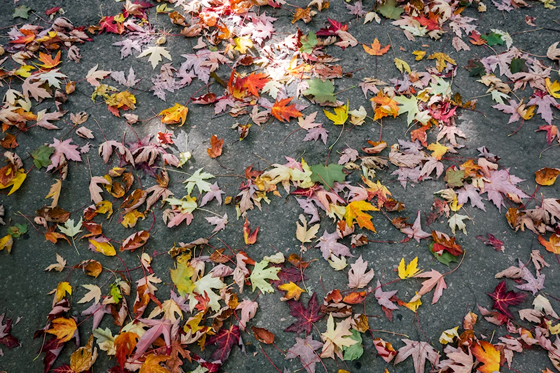 Листья на земле