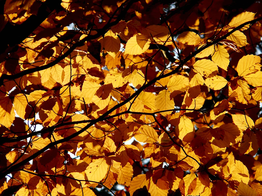 Листья ольхи осенью