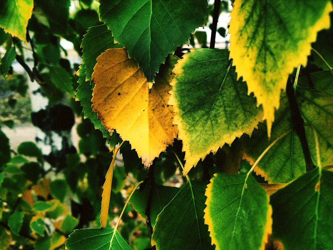 Листья осенние листья березы