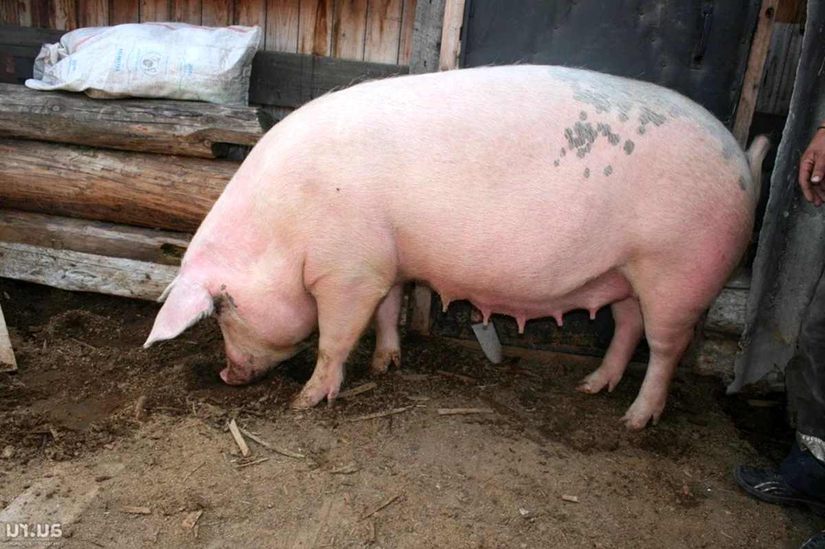 Литовская порода свиней