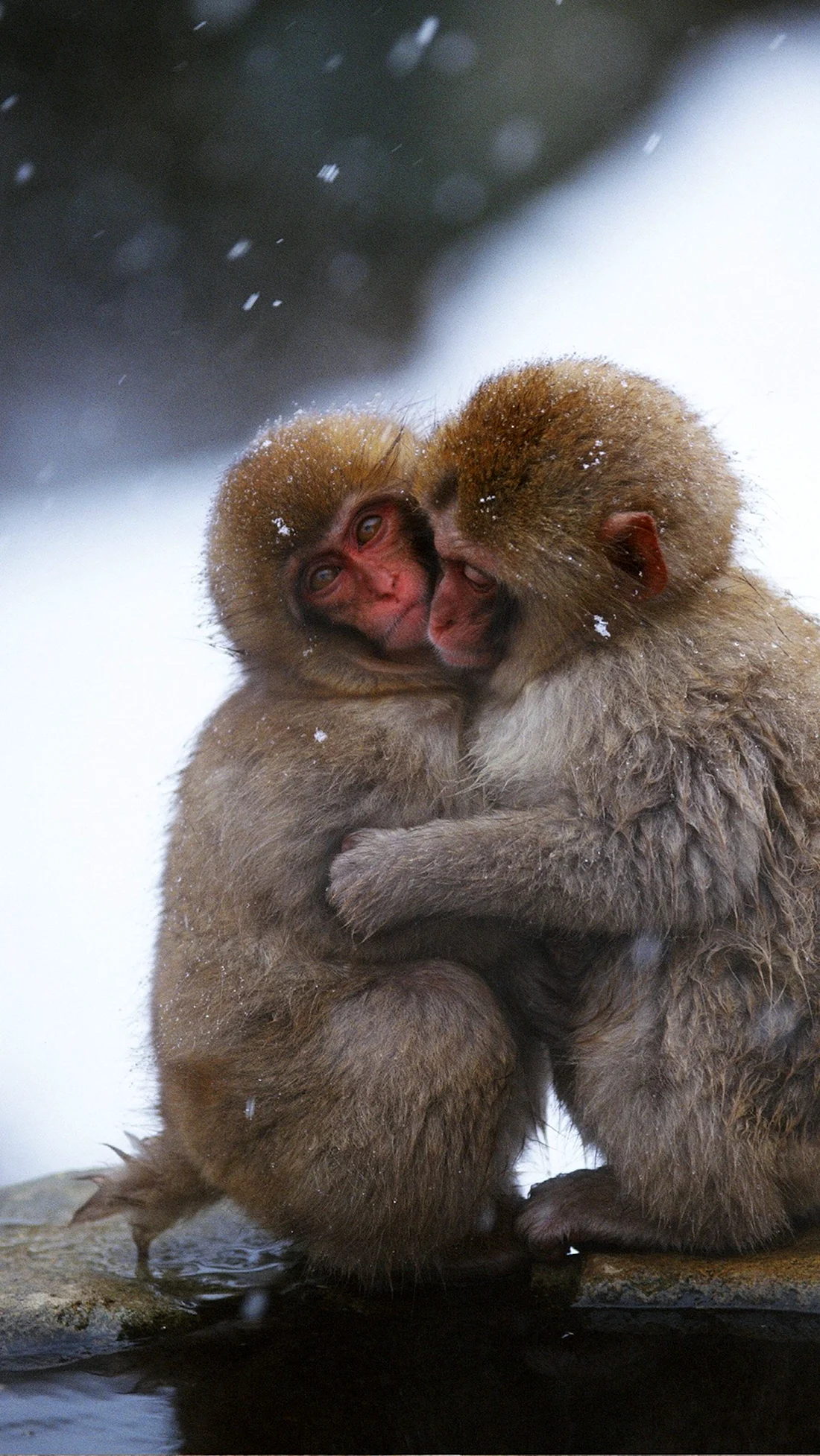 Любовь обезьян