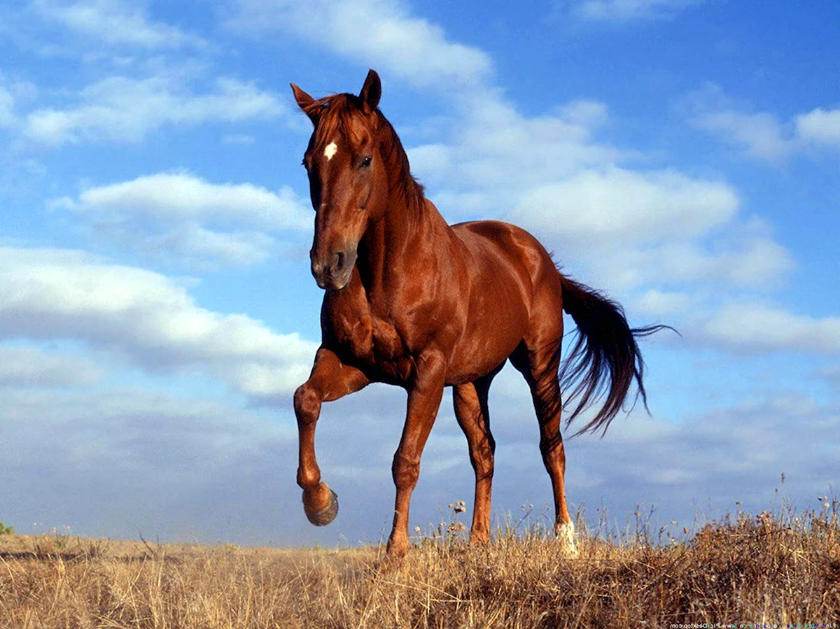 Лошадь гнедой Мустанг