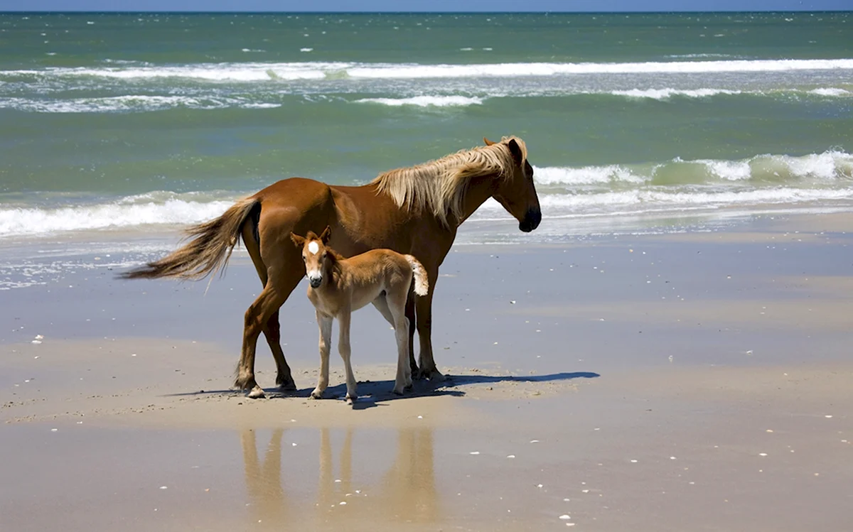 Лошадь на берегу моря