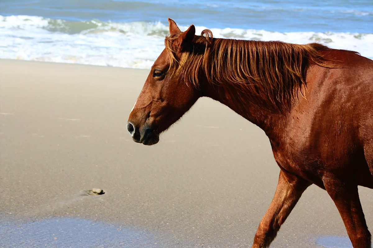 Лошадь на пляже