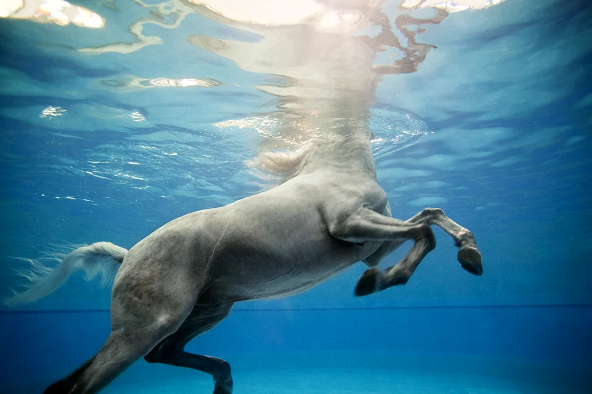 Лошадь плавает