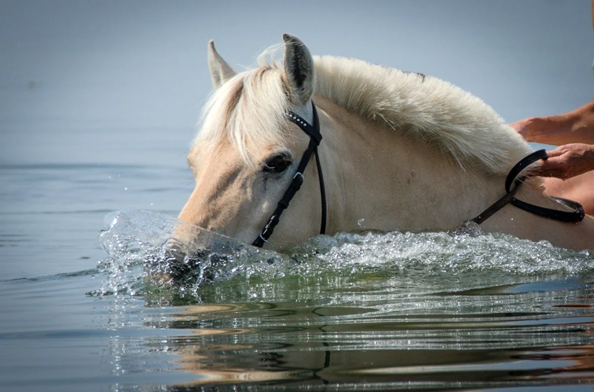 Лошадь плывет