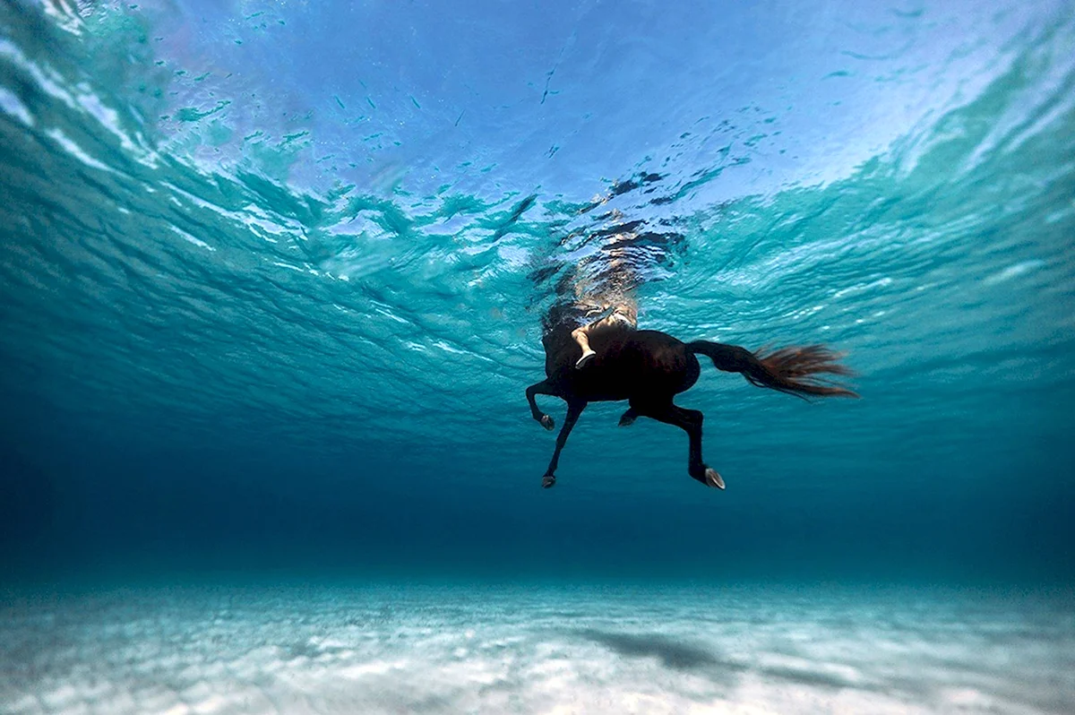 Лошадь под водой
