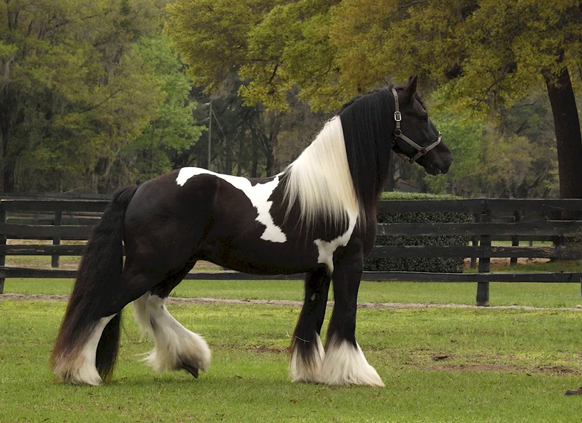 Лошадь породы Gypsy Vanner