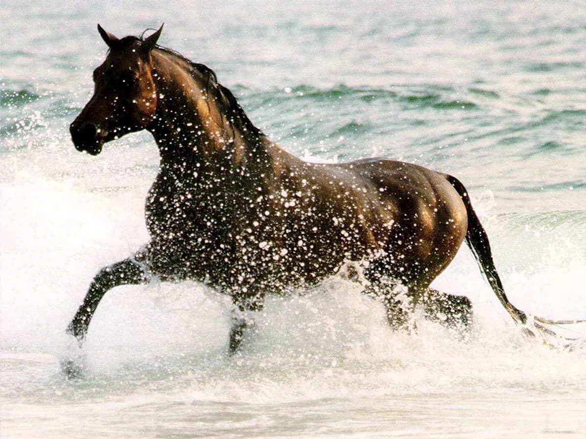 Лошадь скачет по воде