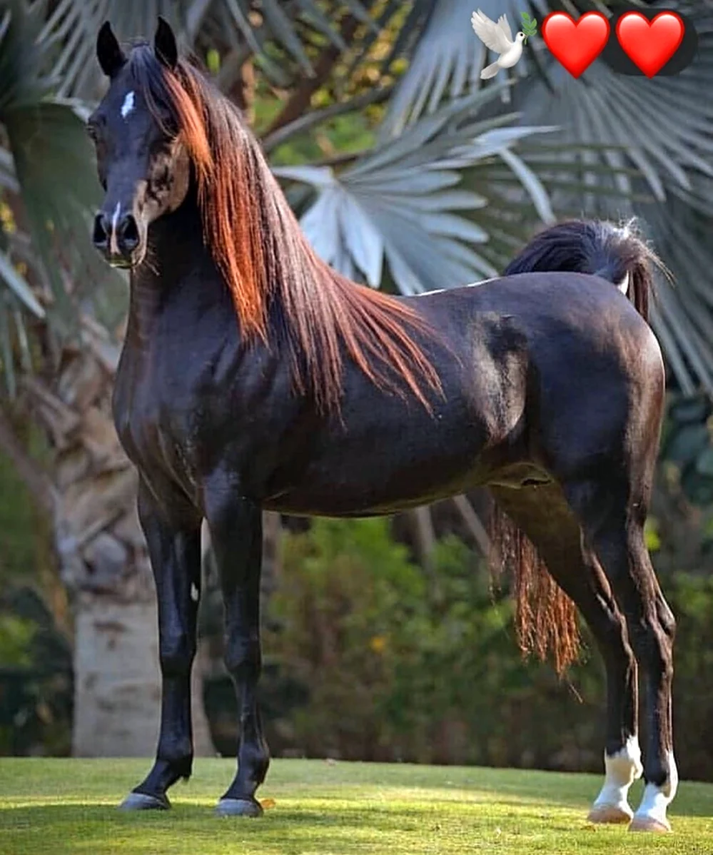 Лошади породы арабская чистокровная