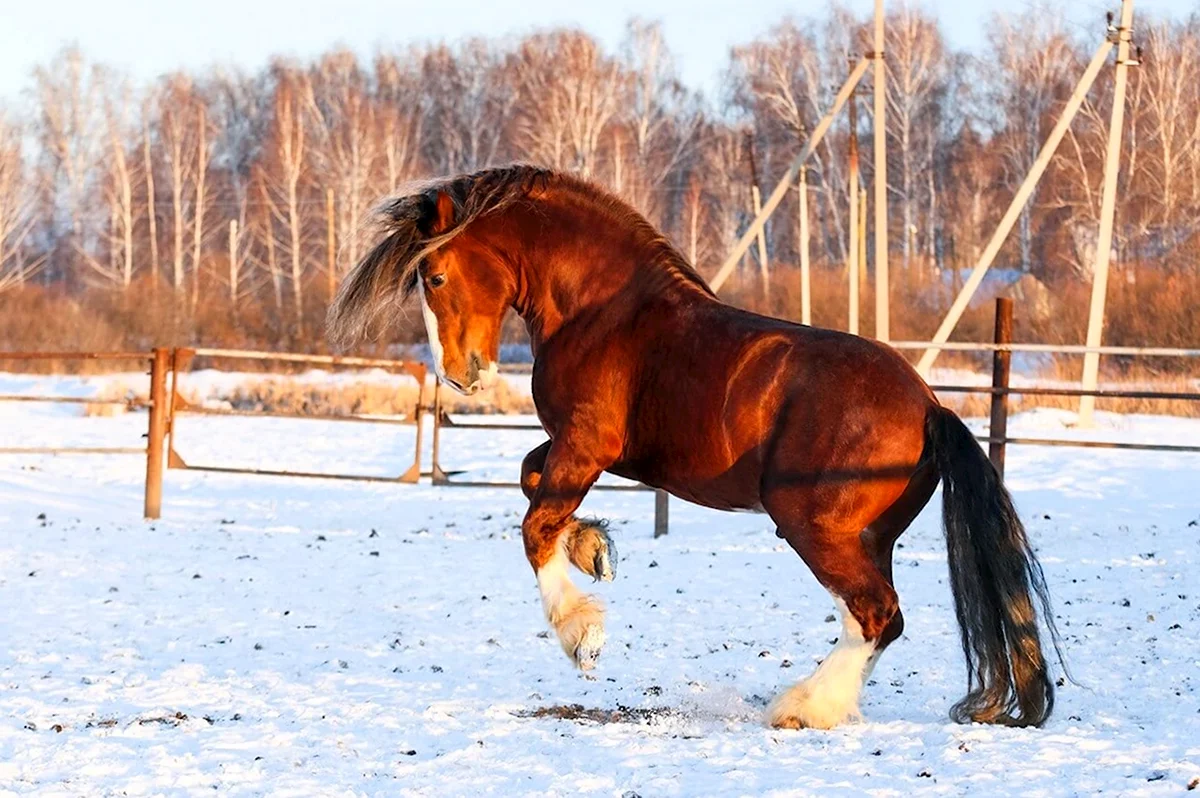 Лошади породы Владимирский тяжеловоз