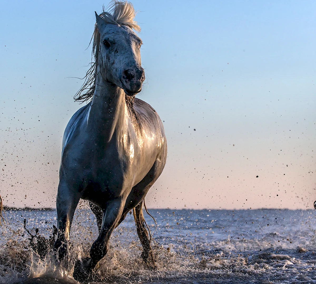 «Лошади в океане» Николая Гусарова