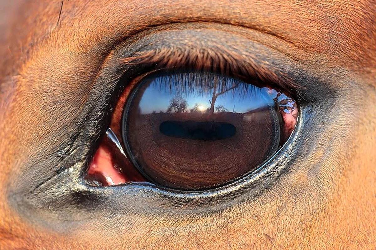 Лошадиный глаз