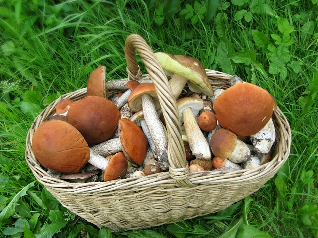 Лукошко грибы красноголовики