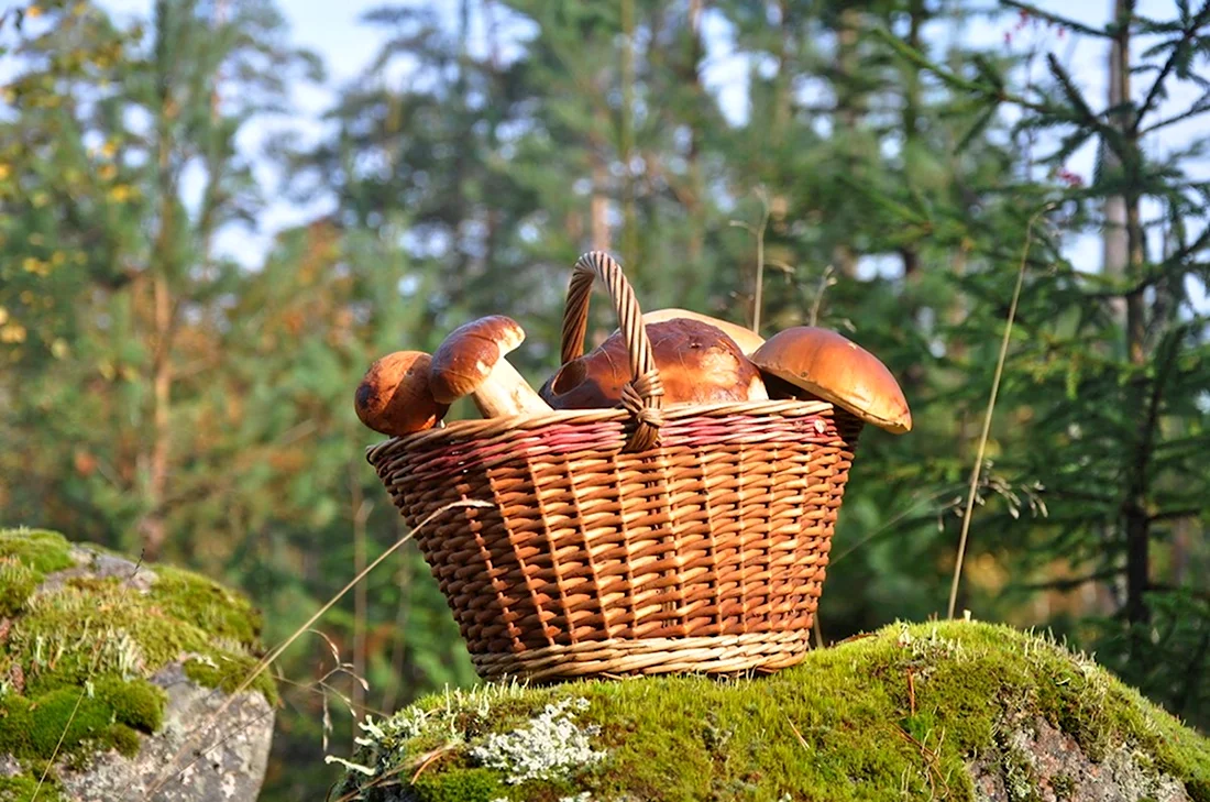 Лукошко с грибами в лесу