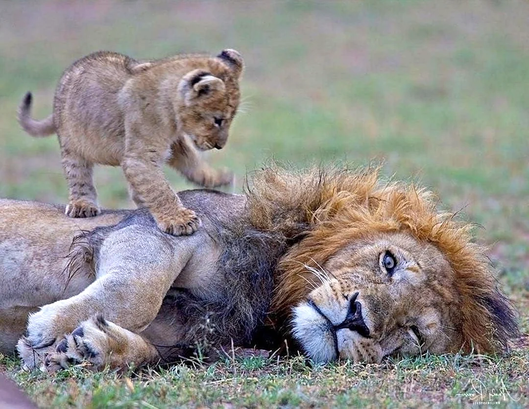 Львенок с папой