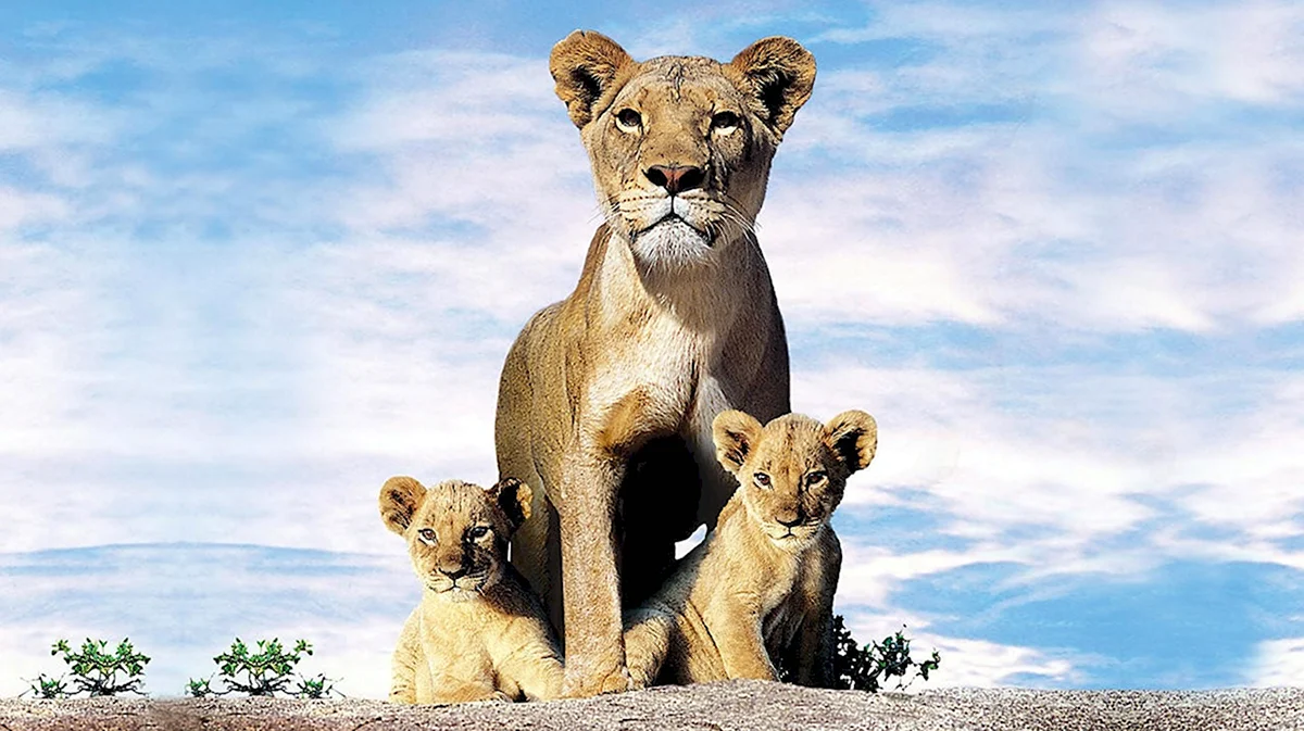 Львиная семья 2004