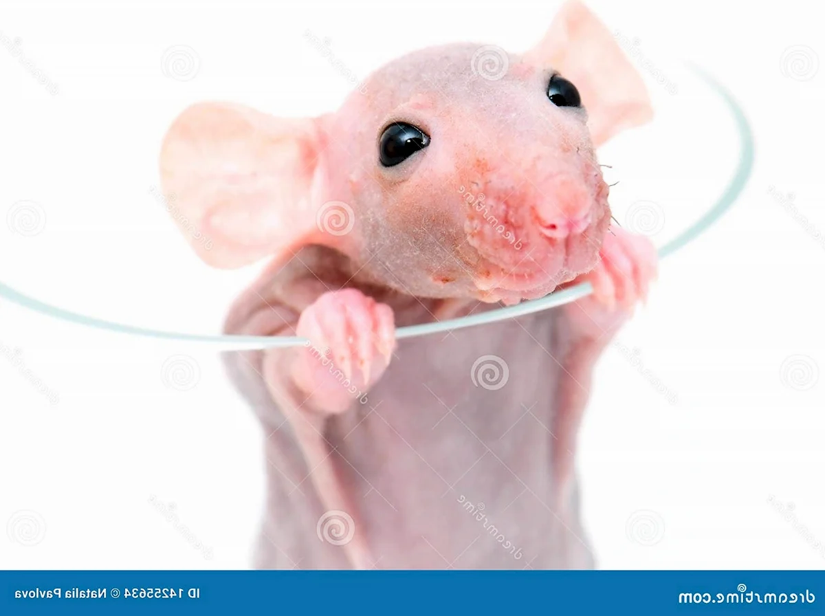 Лысая крыса в раковине
