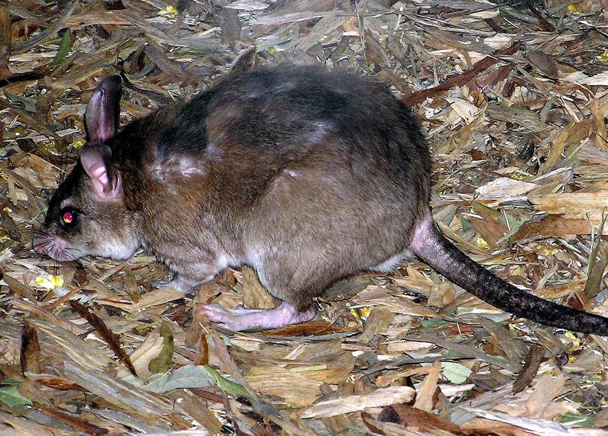 Мадагаскарская гигантская крыса