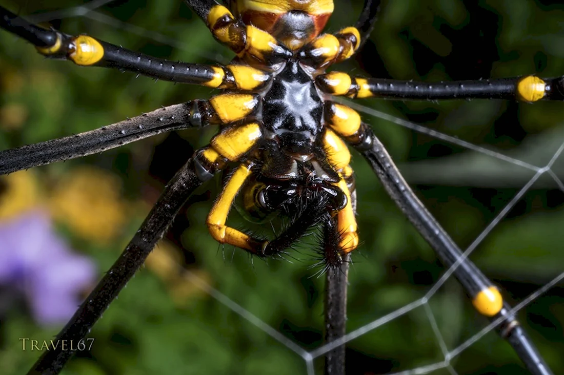 Мадагаскарский паук эндемик