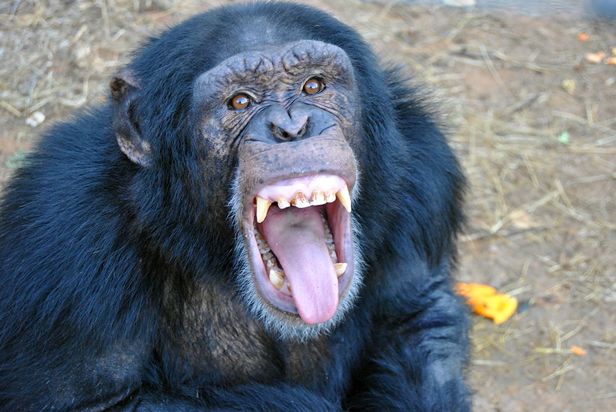 Макака шимпанзе горилла