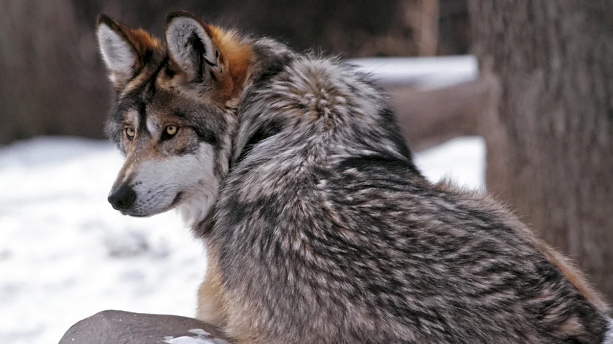 Макензенский волк окрасы