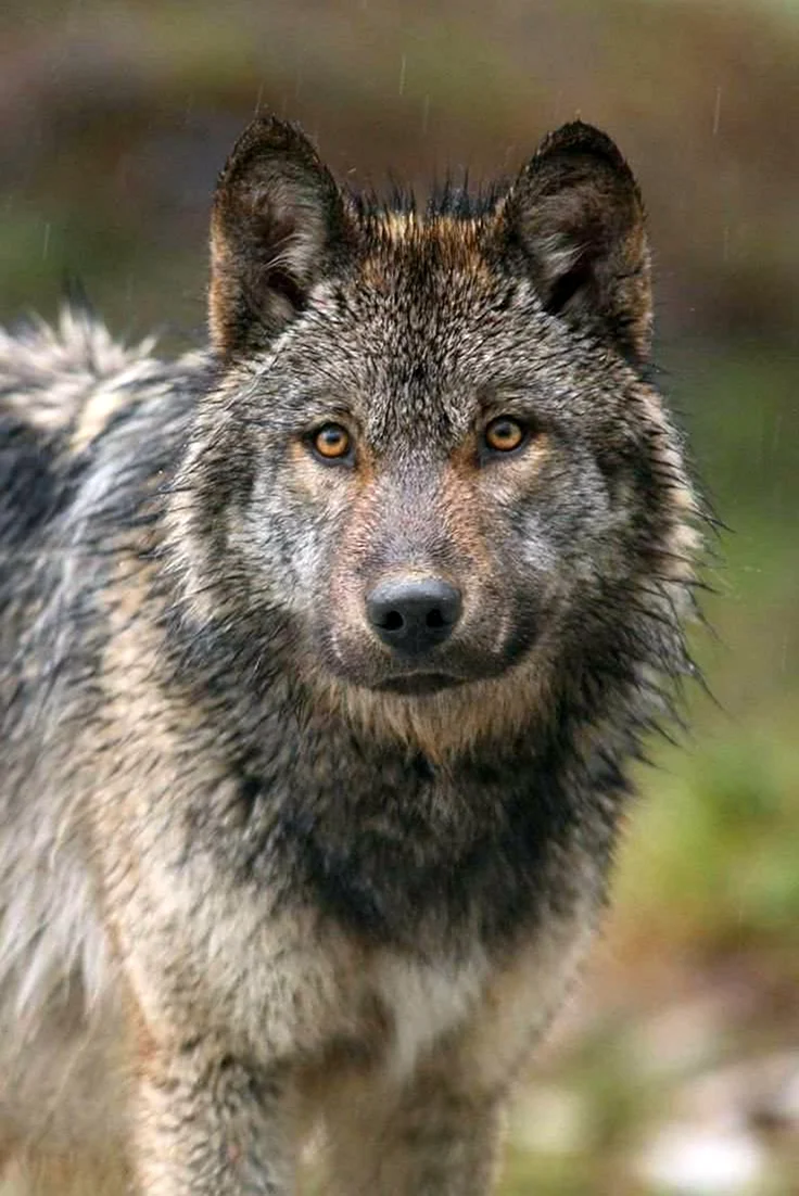 Макензенский волк окрасы