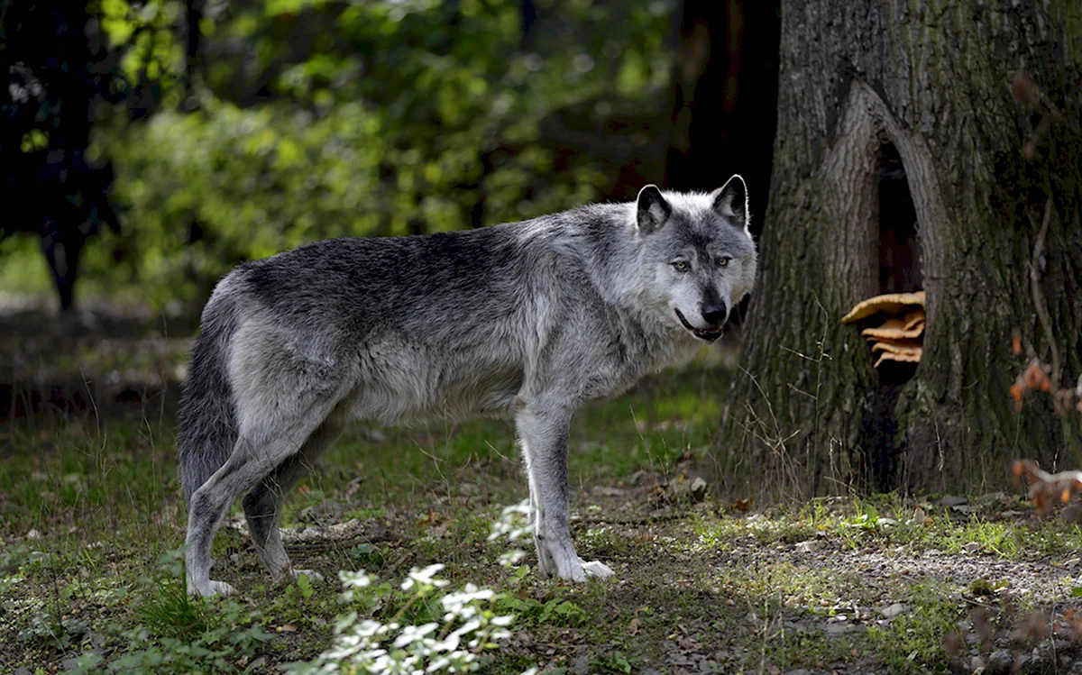Макензийский Равнинный волк