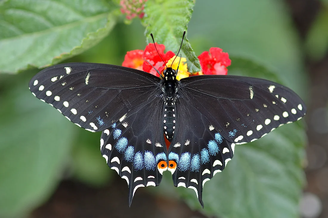 Махаон бабочка