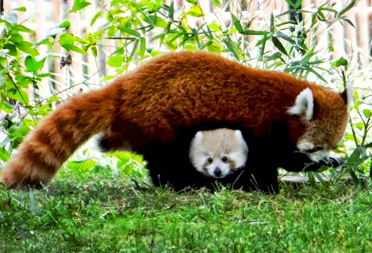 Малая Панда малыш