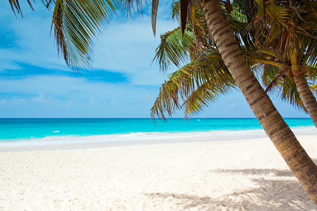 Мальдивы белый песок пальмы пляж