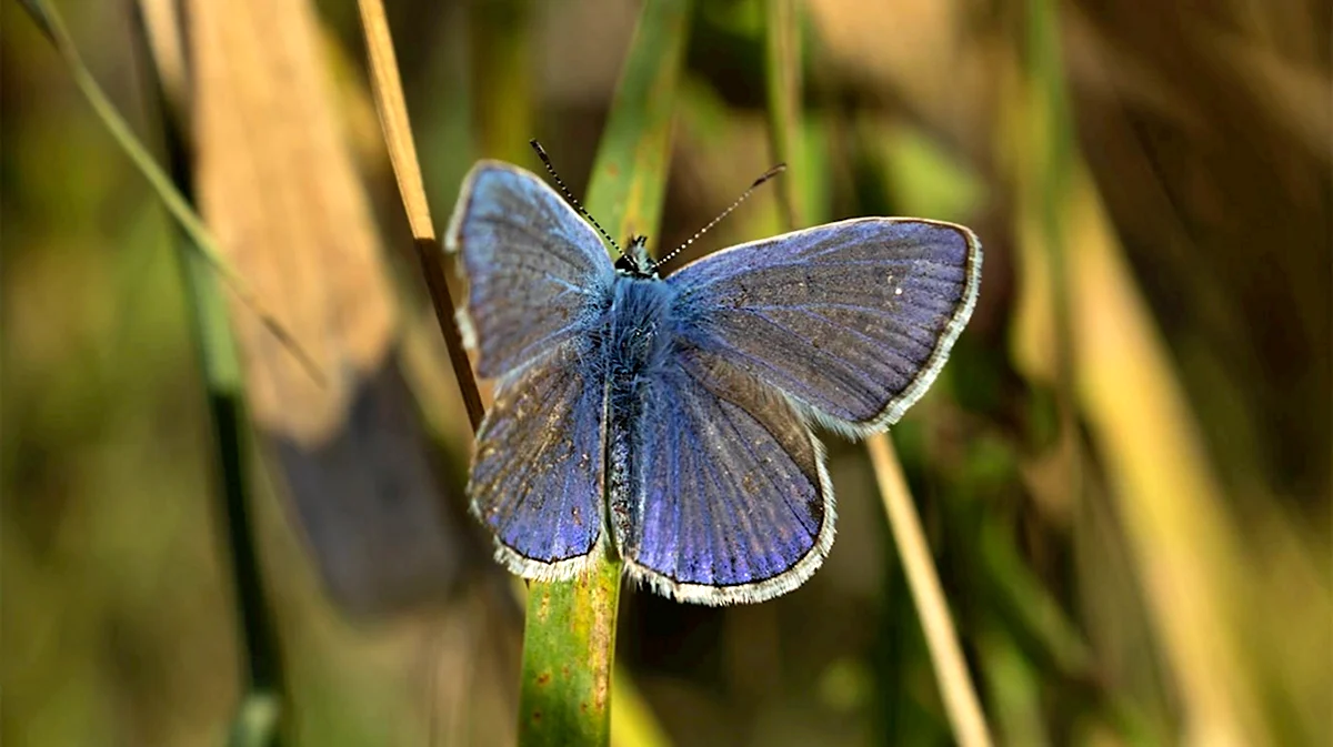 Маленькая голубая бабочка