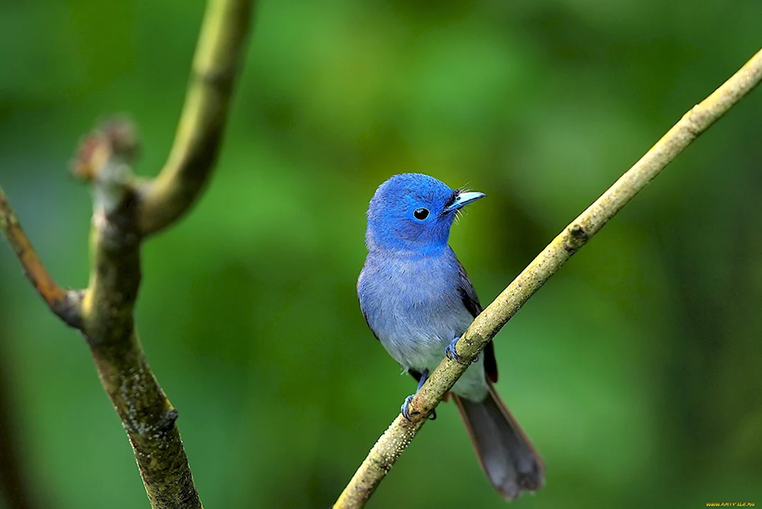 Маленькая синяя птичка название