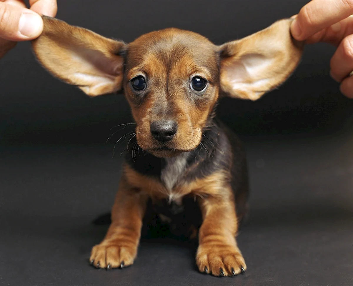 Маленькая ушастая собака