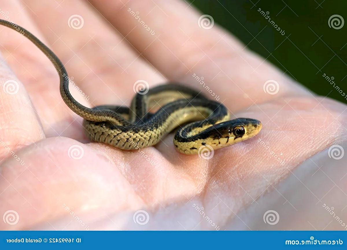 Маленькая змея в руке