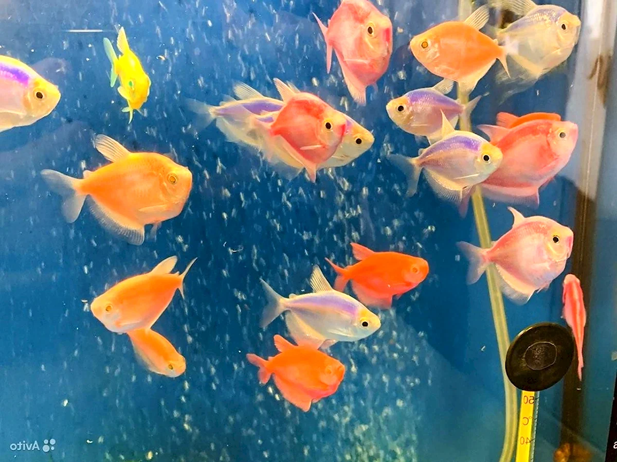 Маленькие аквариумные рыбки Тернеция