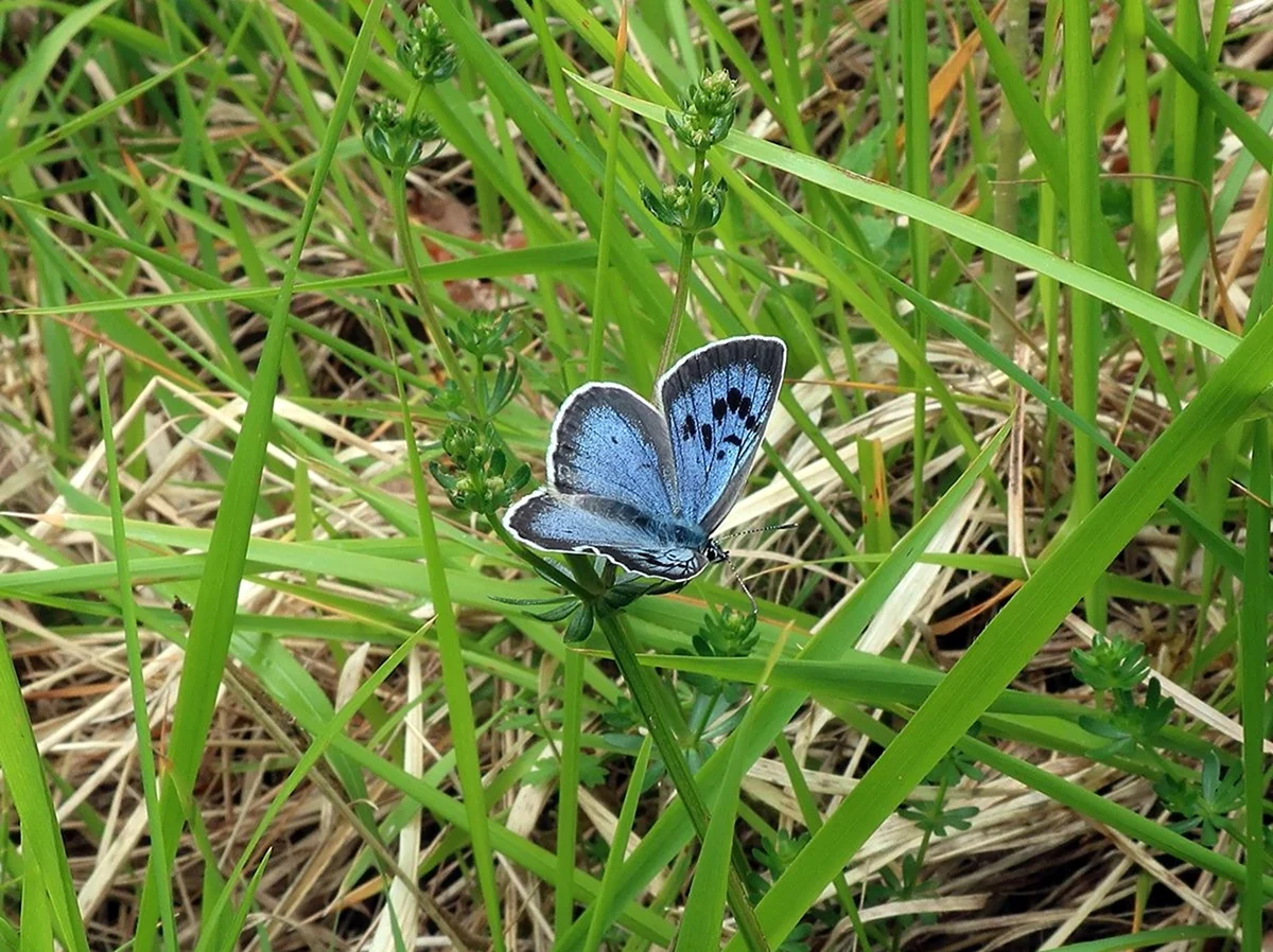 Маленькие голубые бабочки в огороде