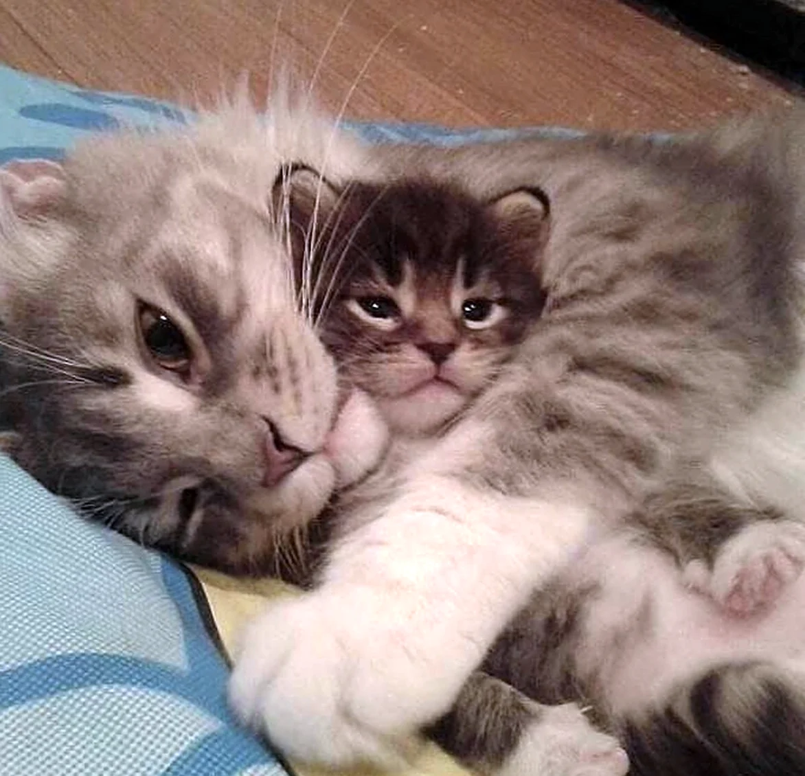 Маленькие котята с мамой