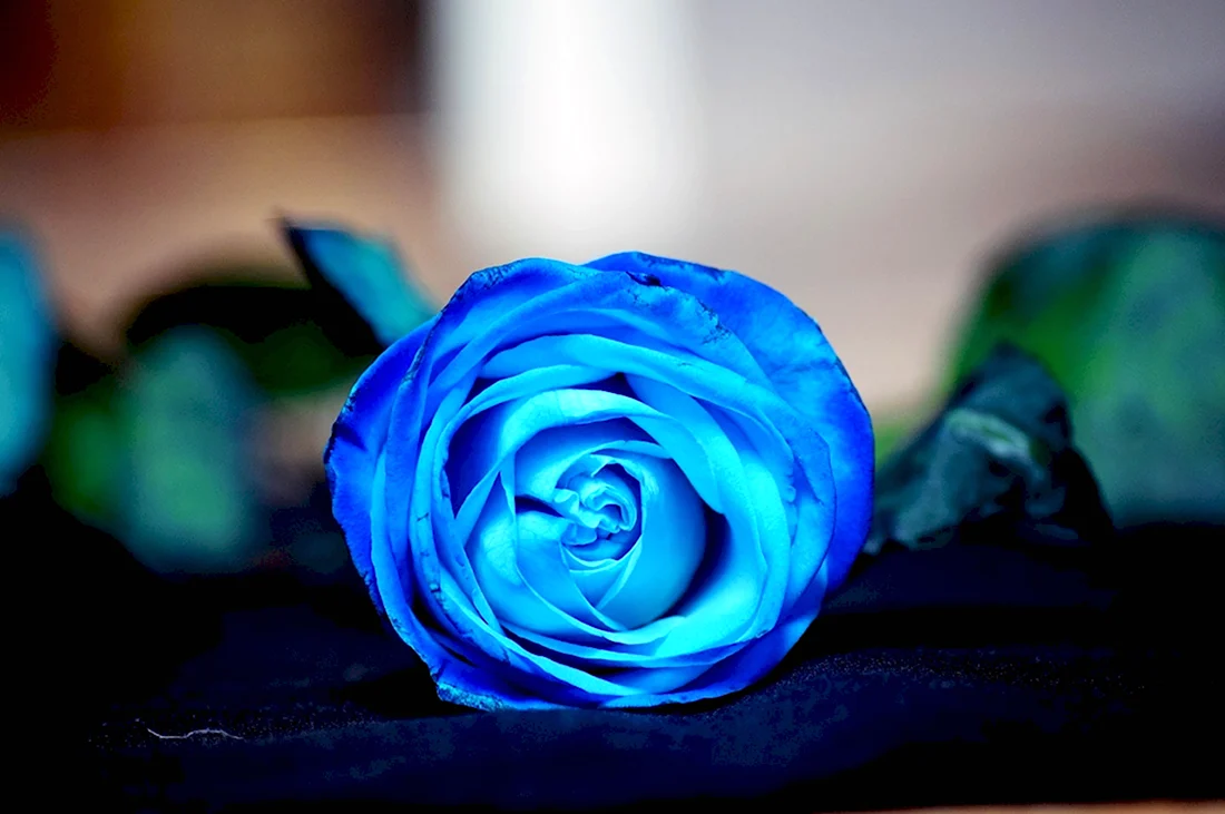 Маленькие синие розы