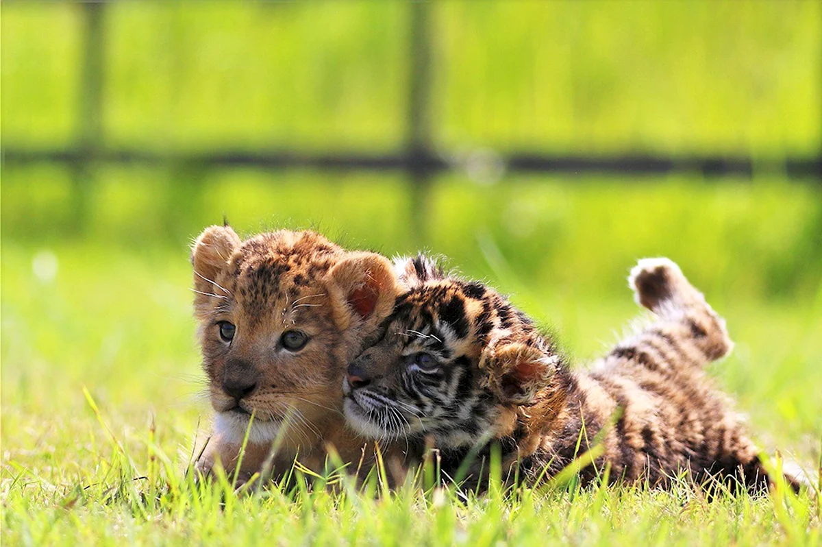 Маленькие тигрята и львята