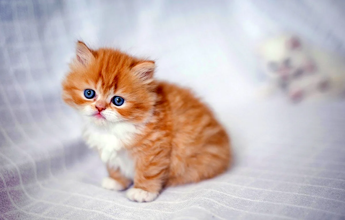 Маленький рыжий пушистый котенок