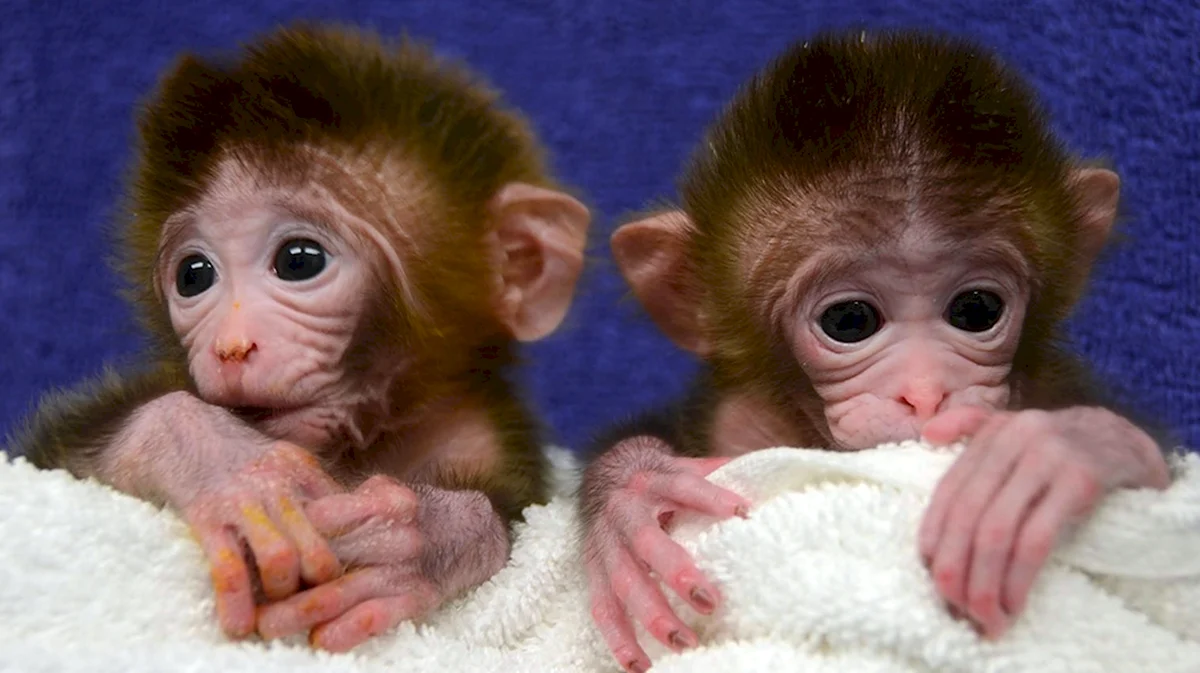 Малыши обезьянки