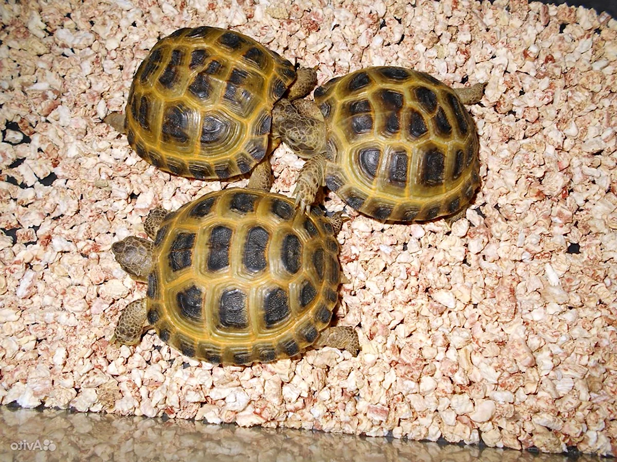 Малыши среднеазиатской черепахи