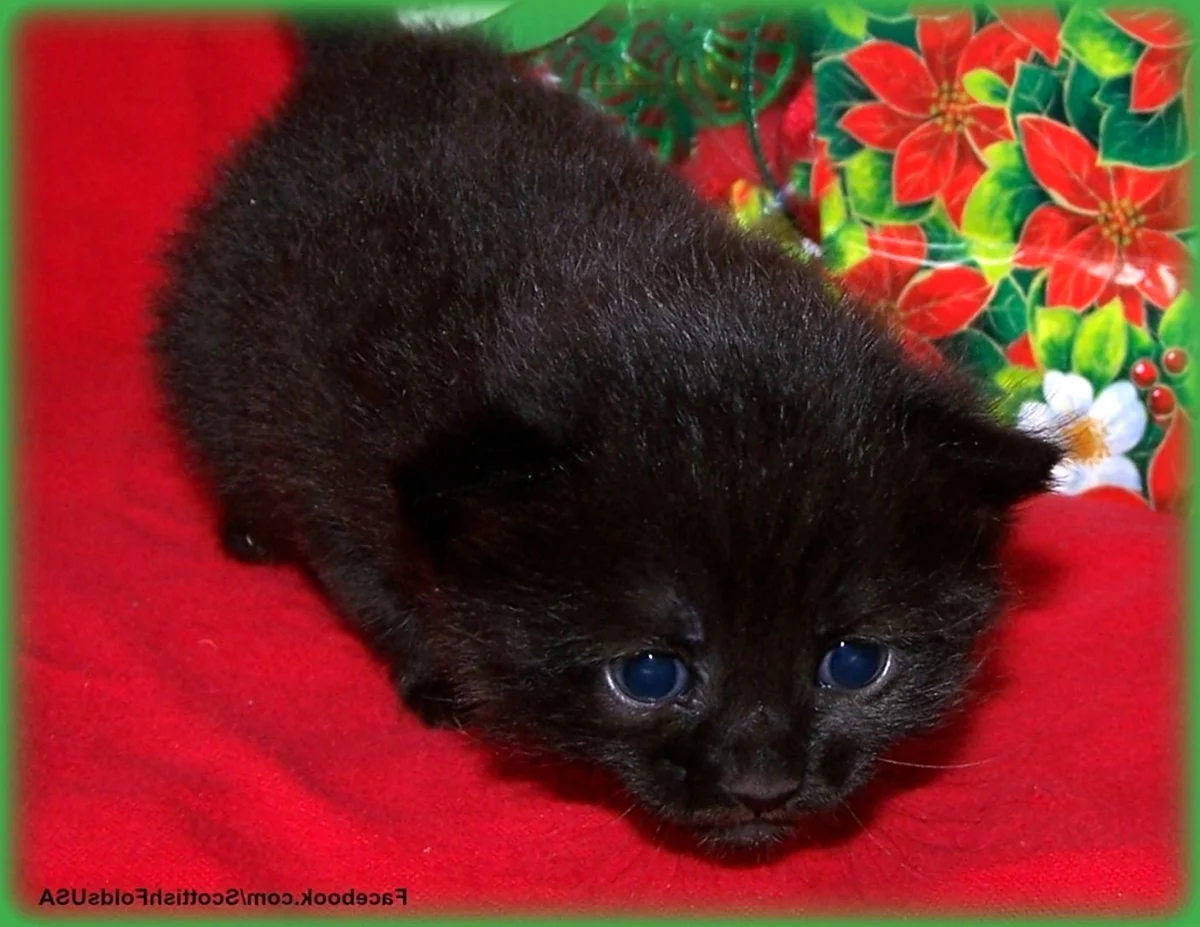 Манчкин котята черные