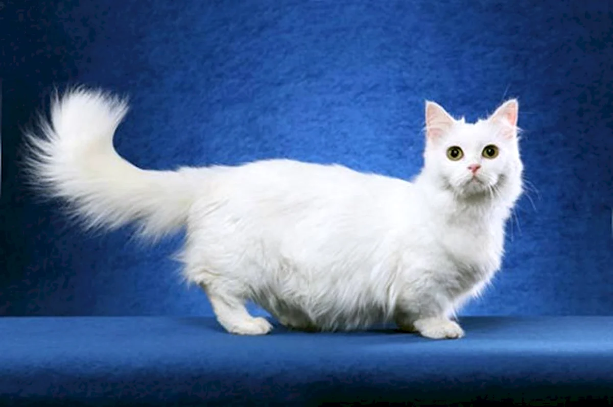 Манчкин порода кошек белый