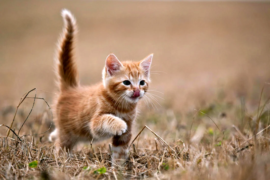 Манчкин рыжий котенок