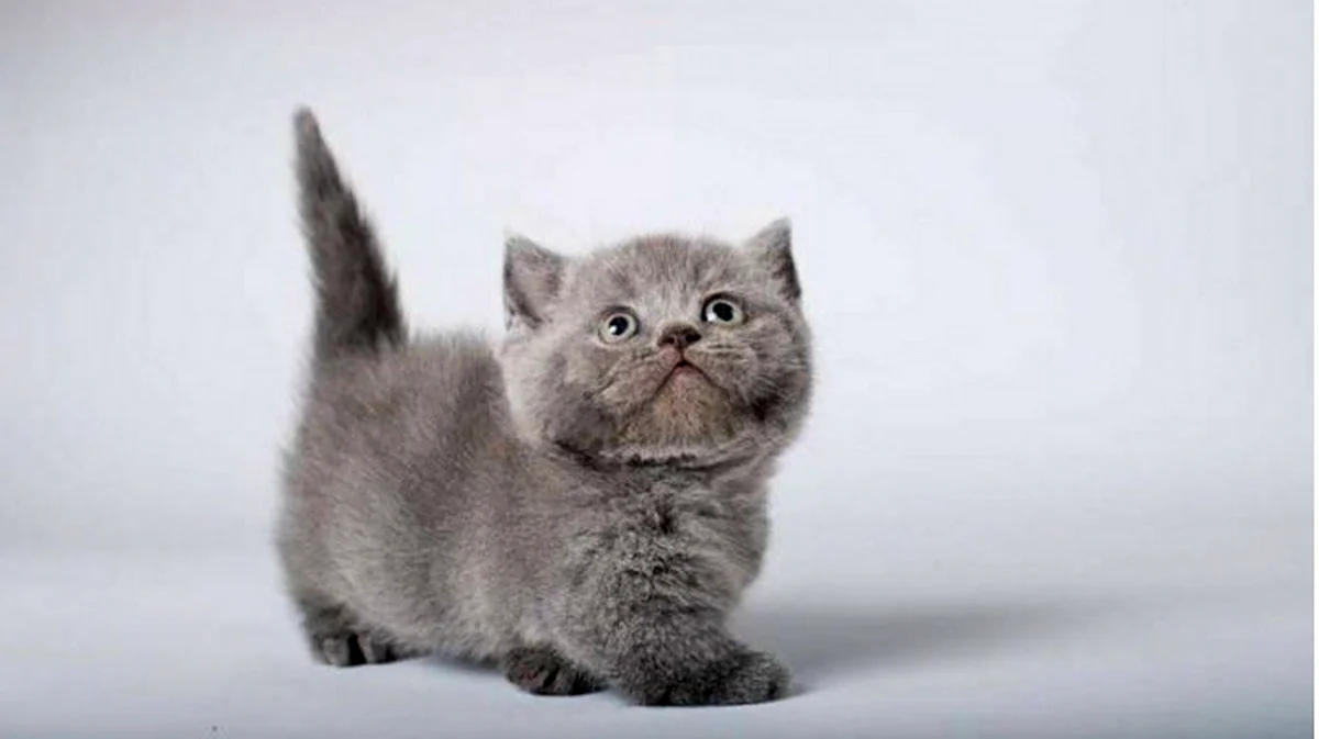 Манчкин серый котенок